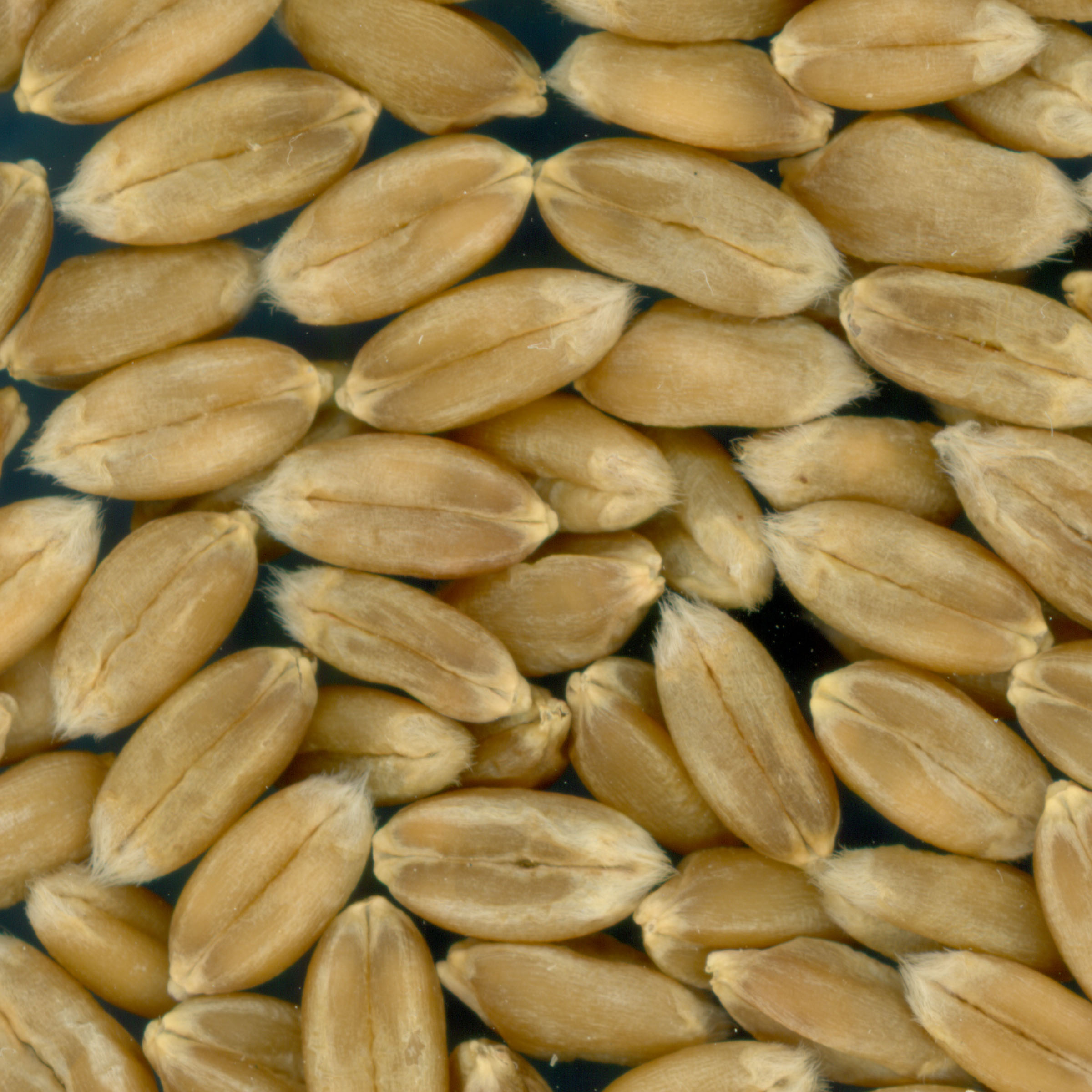 KERNELS